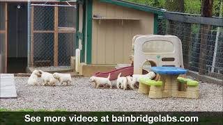 Labradors of Bainbridge White Labs - Playing in the Rain