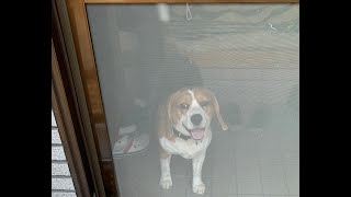 【網戸犬】網戸の前には嬉しそうなビーグル犬・・・Healing/dog　癒し/犬　ビーグル/BEAGLE　セラピー犬