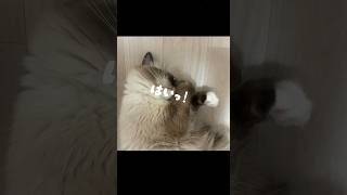 [大変なのニャ🐾🩷]#cat #catcute #ねこ #猫 #ねこ動画 #ねこねこ #ねこのいる生活 #ねこ部 #猫のいる暮らし #猫好きさんと繋がりたい #猫動画 #猫好き #ラグドール