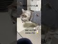 18歳おじいちゃん猫 猫のいる暮らし 猫のいる生活 ねこ動画 猫 猫動画 ねこ サバトラ猫 高齢猫