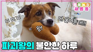 [#새롭동물농장] 무엇이든 물어뜯어버리개😬 인테리어계의 샛별(?) 하루가 못 말리는 파괴왕이 된 이유는?🐶💣 / EP.1190 #TV동물농장 #AnimalFarm #SBSstory