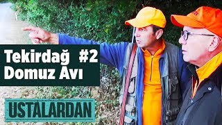 Tekirdağ Domuz Avı 2/1  Ustalardan Yaban Tv - Wildboar Hunting -  av videoları