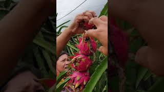 ផ្លែស្រកានាគ-Harvest Dragon Fruit