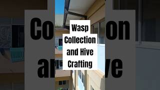 Wasp collection and crafting their own home #wasp #wasps #homeandgarden #howtogetridofwasps