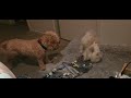 puppy need the blanket back full video puppies funnyshorts funnyanimals poodle cavoodle