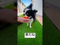 チワワのイギー shorts dog chiwawa