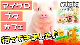 mipig cafe 大阪店【マイクロブタカフェ】行ってきました✨