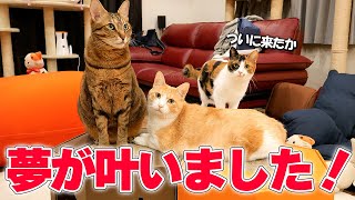 ついに猫たちとの長年の夢が叶いました！！！【重大発表】