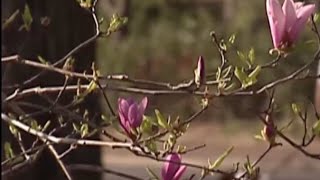 First Alert Weather: Fall allergy season nears