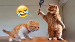 1 HOUR with THESE clumsy CATS 😹 Funniest Cats & Dogs Videos🐶😹