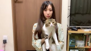 【猫】ご報告があります。【スコティッシュフォールド】【Scottish Fold】