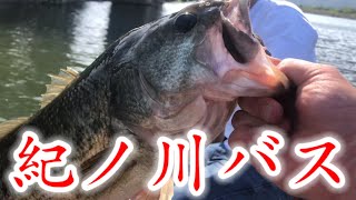 【バス釣り】【サウザー395】50アップの紀ノ川バスをGET‼︎