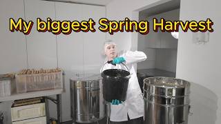 How I extract honey
