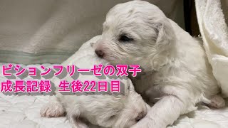 ビションフリーゼの双子の成長記録　生後22日目　Bichon Frise 비숑 프리제