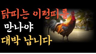 닭띠와 최상의 조합  용띠, 개띠, 말띠와의 특별한 이유 ㅣ닭띠와 최악 궁합, 닭띠와 최상궁합 #닭띠  #띠궁합