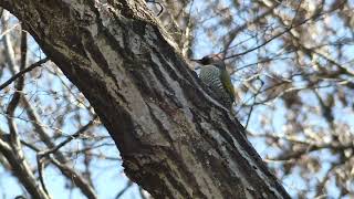 [4K]野鳥：アオゲラ／ＨＴ公園