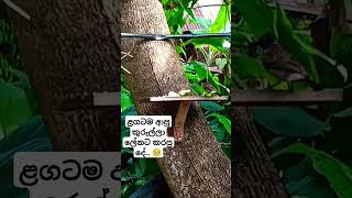 අම්මෝ ඒක නම්,, වැදුනේ කනට.. 🫣🫣🥺