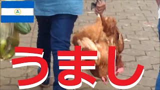 【若妻海外移住】中南米_炭火焼き_名古屋コーチン_Countrylife_田舎暮らし_モッパン_vidarural_外国人の反応_2m4n3_nicaragua【Vlog】