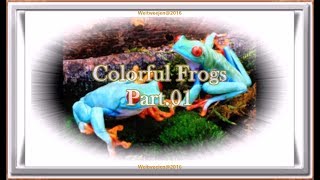 Colorful Frogs Part 01 ⁴ᴷ ultra HD