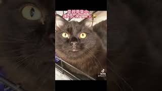 里親募集中子猫ちゃん😸　逢いに来てニャ❣️