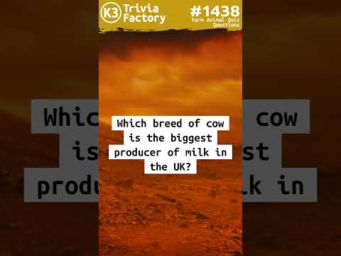 Which breed of cow is the biggest producer of milk in the UK?