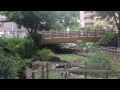 鳩と落ち葉と釣り堀。石神井川〜音無親水公園 映像と声日記