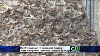 Unusual Invasion Happening In Lancaster County