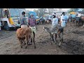 കുഴൽമന്ദം ചന്തയിലെ കന്നുകാലികളുടെ വില buffalo tech and vlogs