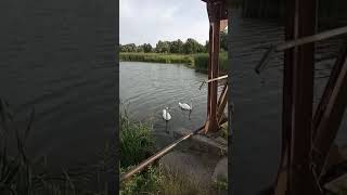 3 июля 2019 года,19:18.Водокачка.