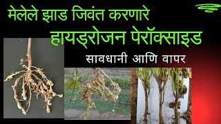 मरणाऱ्या झाडाला जिवंत करणारे हायड्रोजन पेरॉक्साईड ll Hydrogen Peroxide benifit in crops