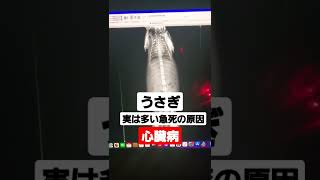 堺市 うさぎ病院 心臓病では症状がわかりにくく急死することも多い #shorts