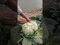 harvesting cabbage 🥬 viralvideo fruit satisfying cabbage farming harvesting