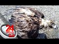 Philippine eagle, natagpuang wala nang buhay sa dalampasigan sa Sarangani | 24 Oras