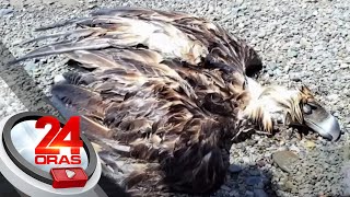 Philippine eagle, natagpuang wala nang buhay sa dalampasigan sa Sarangani | 24 Oras