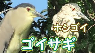 ゴイサギ・ホシゴイ　Black-crowned Night Heron【 Nussie Village / ぬっしー村 】