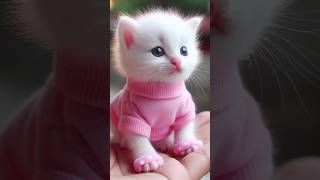 Cute Cat ep-35 | #shortsfeed #shorts #cat #cutecat