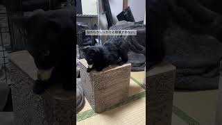 おもちゃのネズミを追いかけるクロ  5匹の子猫たち #cat #保護猫 #猫のいる暮らし