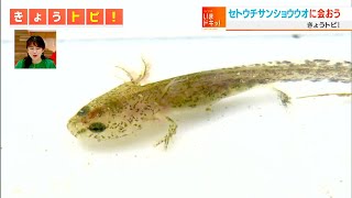 セトウチサンショウウオに会おう！｜きょうトピ！（2022年5月25日放送）