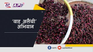 नेपाली अलैंचीको प्रयोग नबढेपछि “वाह ! अलैंची” अभियान घोषणा Black Cardamom Nepal