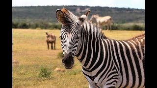 🚨 Why Have Humans Failed to Tame Zebras? The Secret You Didn’t Know! 🦓🤯