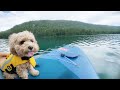 My Dog Goes Paddle Board for the First Time