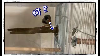 キンカチョウに初めて止まり木ヒーターを付けたみたところ・・・cockatiel【オカメインコのきなこ】