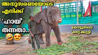 വികൃതി എന്ന് വെച്ചാൽ ഇവനെ കഴിഞ്ഞെ ഉള്ളു😘😘Manu baby elephnant