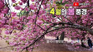 4월 영상앨범 | 경주 불국사 겹벚꽃(왕벚꽃) | 남지 유채꽃 축제