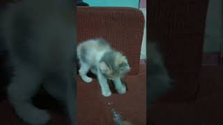 Anak kucing #cila kecil