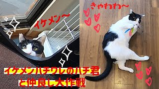 イケメンハチワレ猫ハチ君と仲良し大作戦Get along with a handsome cat