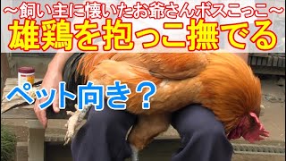 雄鶏を抱っこナデナデ～飼い主に懐いたお爺さんボスニワトリを抱いてひたすら撫でる～