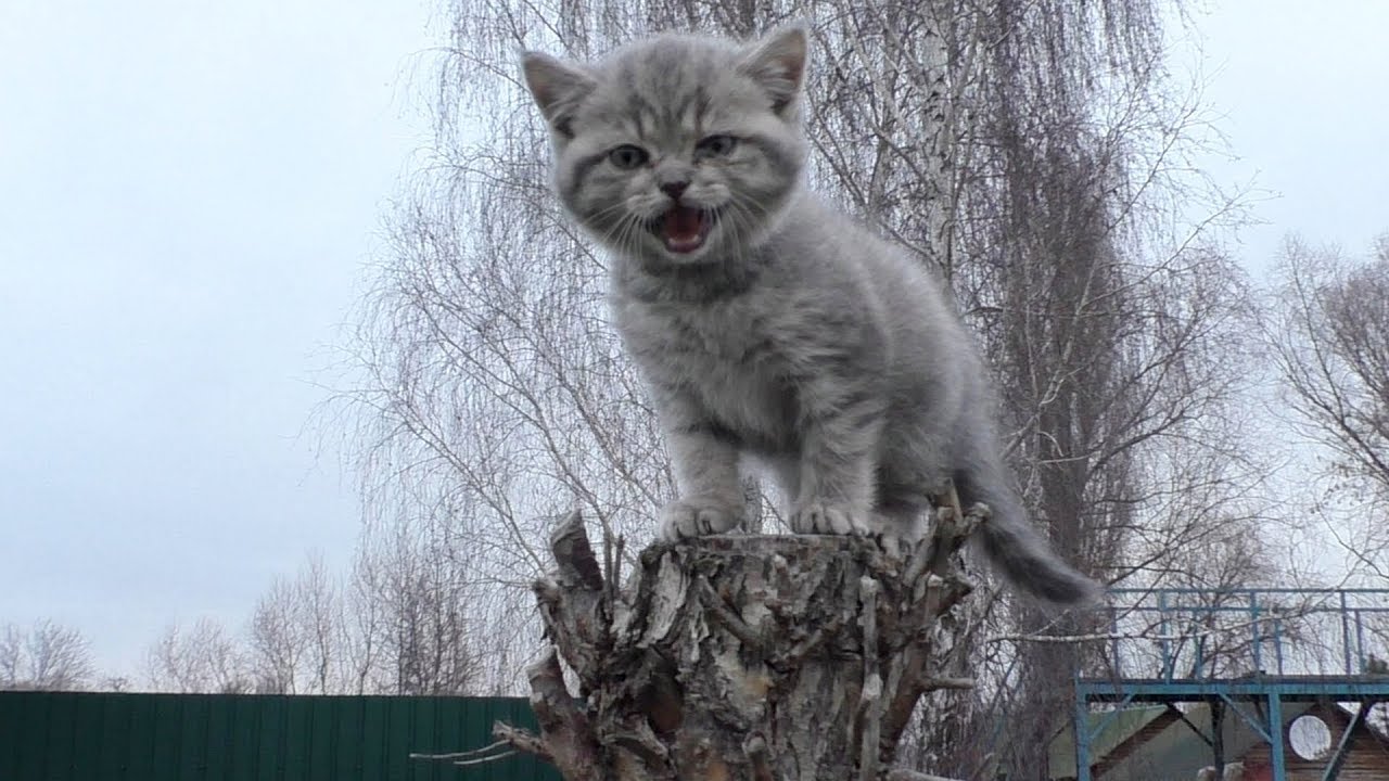 Kitten Meows On A Tree Youtube