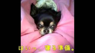 可愛いチワワ★シーズのお正月の過ごし方♪　a cute　Chihuahua.