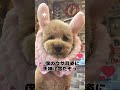 トリミングサロン】可愛い❤️トイプードル【ビフォーアフター】 love u0026peace dog grooming japan 大変身 犬 love dog siba いぬ 柴犬